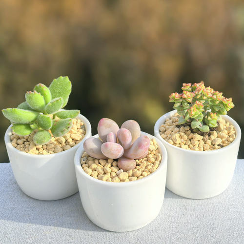 桃蛋含盆套餐多肉植物组合盆栽