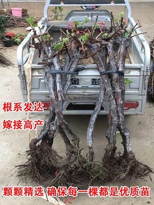 葡萄树苖阳光玫瑰盆栽晴王爬藤南方北方种植巨峰无核葡萄苗