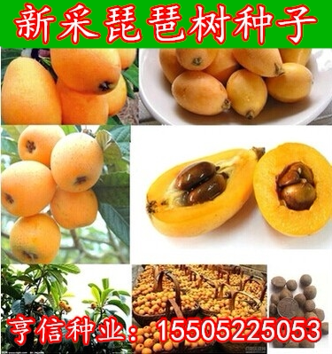 枇杷树种子 琵琶种子白玉枇杷 芦橘白枇杷 大五星枇杷种子 果树籽图片