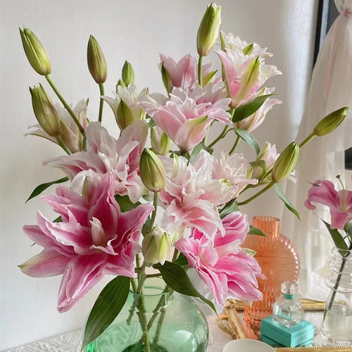 重瓣香水百合种球种子多苞带芽大球花卉绿植盆栽植物室内四季开花