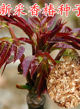 食用香椿树种子椿芽红油香椿种子当年新采香椿种子红油椿菜种子