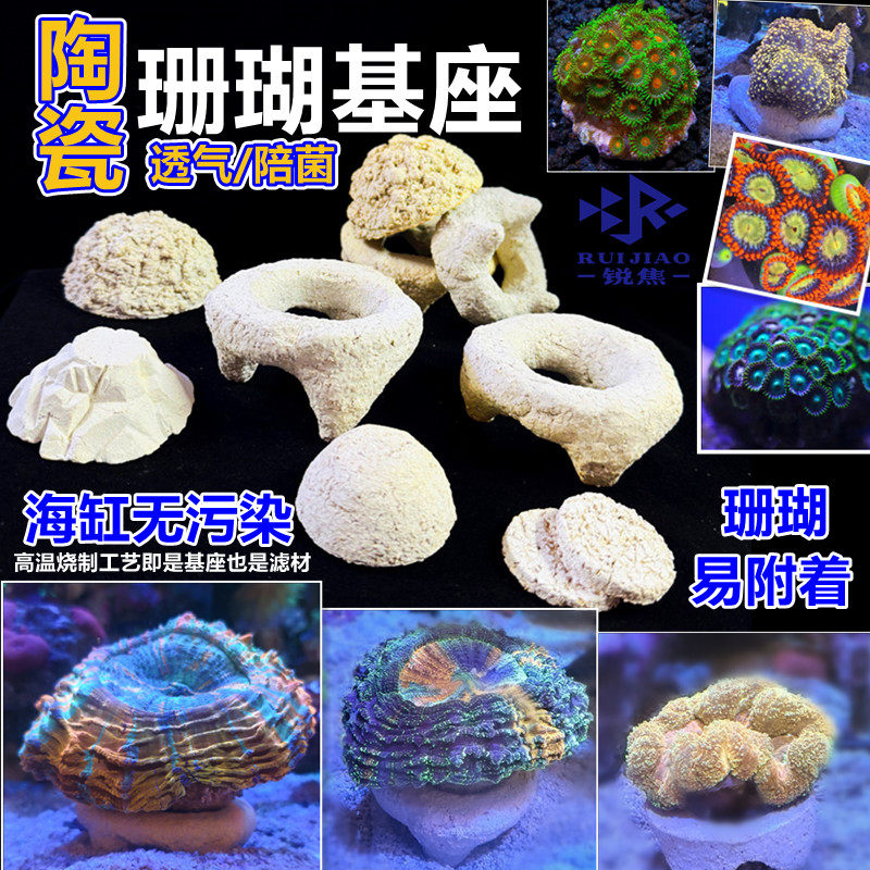 脑珊瑚基座海水底座富士半圆纽扣软体断枝底座繁殖圆形八字糖果脑