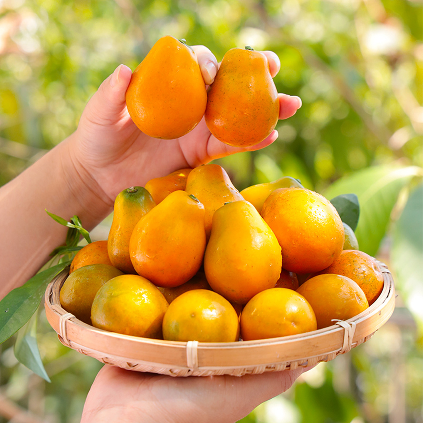 正宗脆蜜金柑丨第三代丨纯甜爆汁