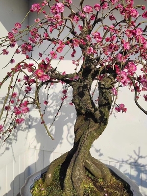 直播间（一物一拍)精品高档海棠梅花盆景，耐寒耐旱，四景之首！