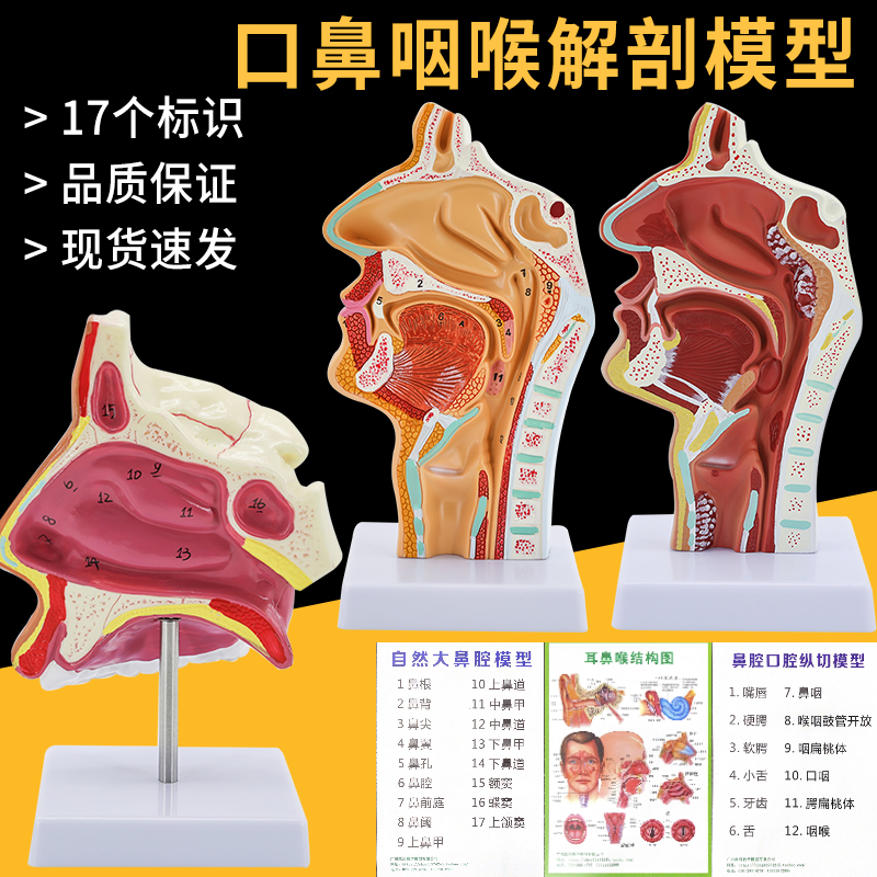 解剖模型黄和人体鼻腔教学