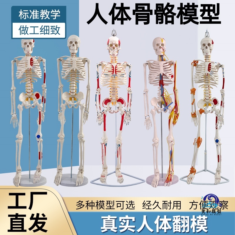 黄和模型人体骨骼模型教具