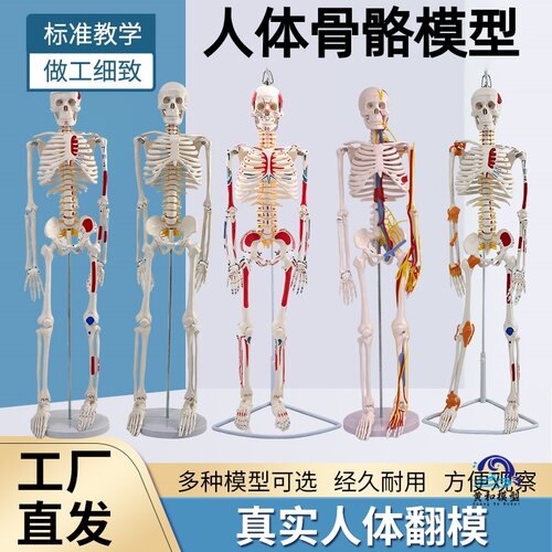 黄和模型人体骨骼模型教具