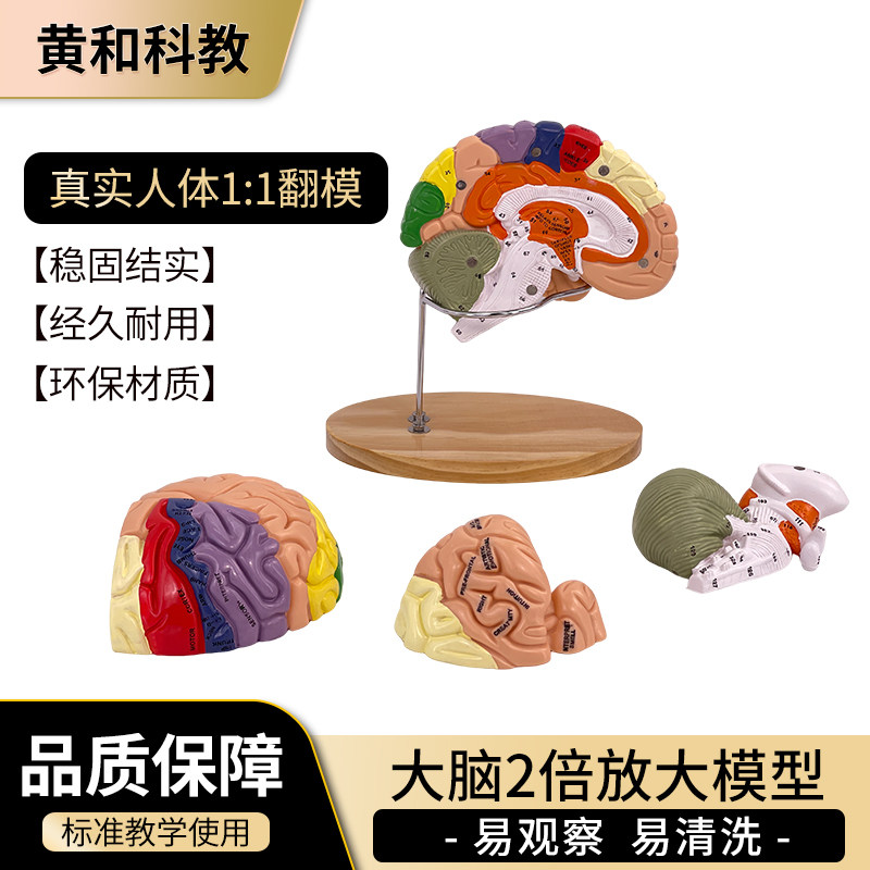 黄和模型人体大脑解剖教学