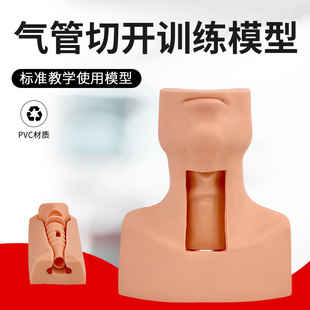 环状软骨气管切开术训练模型 高级环甲膜穿刺及气管切开插管模型