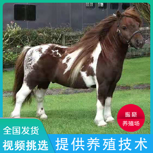纯种矮马宠物马出售小矮马活物景区观赏骑乘马儿童迷你小马驹包邮