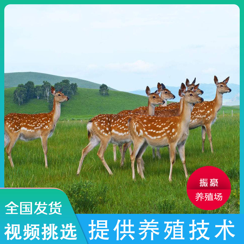 梅花鹿幼崽观赏家养鹿活苗小鹿成年梅花鹿活物梅花鹿活体动物宠物,宠物/宠物食品及用品,其它宠物,淘宝优惠券,粉丝福利购,淘宝优惠卷
