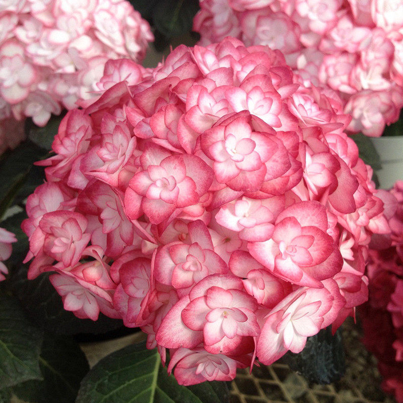 新品绣球花苗大花绣球重瓣绣球纱织小姐绣球大花球不秃顶中大苗