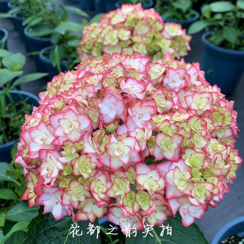 花都之韵绣球恋物语重瓣圆球型枝条直立性好绿植盆栽庭院阳台花卉