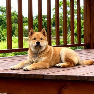 黄狗幼犬幼崽看门狗土狗狩猎犬白面中华田园犬狗忠诚霸气大骨架狗
