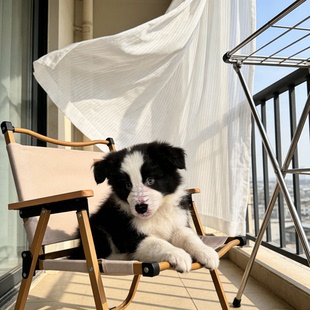 边牧幼犬狗好养家养聪明幼崽粘人活物宠物养高智商听话狗可爱型狗