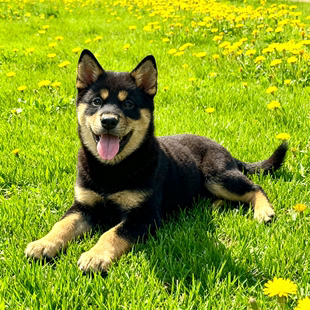 四眼铁包金护主好看忠诚看门狗便宜好养正宗小狗狗狗家养狗活体狗