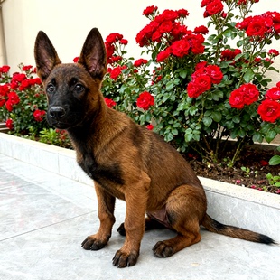 马犬幼犬活物真狗大型宠高智商狗狗猛犬看家狗黄警犬爆红短毛活体