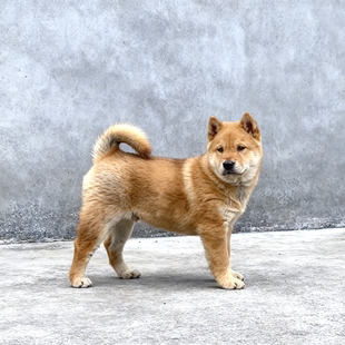 黄狗幼犬看门狗中华田园犬便宜土狗赶山犬小狗家狗巡大型犬狗活物