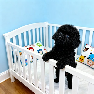 泰迪幼犬便宜长不大幼崽陪伴黑色纯黑宠物可爱活泼贵宾犬网红聪明