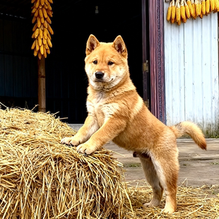 黄狗幼犬看门狗霸气黄色土崽家养狗看家狗广西土猎犬巡山犬狗狗狗