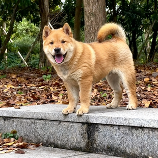 黄狗幼犬活物家狗大骨架中华田园犬猎犬忠诚土狗巡山犬大型犬霸气