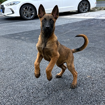 护卫犬狼狗护院高智商黑红家养