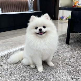 博美幼犬狗袖 珍超萌幼崽犬小网红狗活体精品家养活物茶杯犬可爱狗