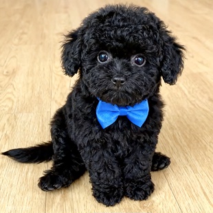 泰迪幼犬小型犬幼崽长不大家庭犬活物小体陪伴网红可爱狗便宜聪明