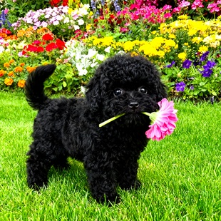 泰迪幼犬家养小体型活泼陪伴便宜可爱幼崽活物狗贵宾犬狗超萌狗狗