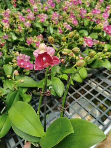 双花剑带花蝴蝶兰节日礼物年宵花蝴蝶兰室内客厅