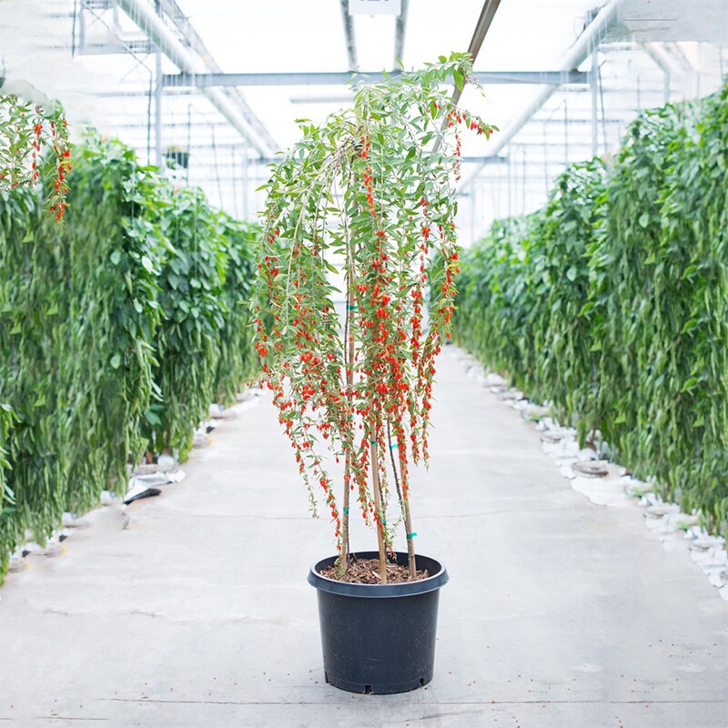 枸杞盆景造型大果树苗盆栽耐寒观赏阳台食用水果当年开花结果包邮