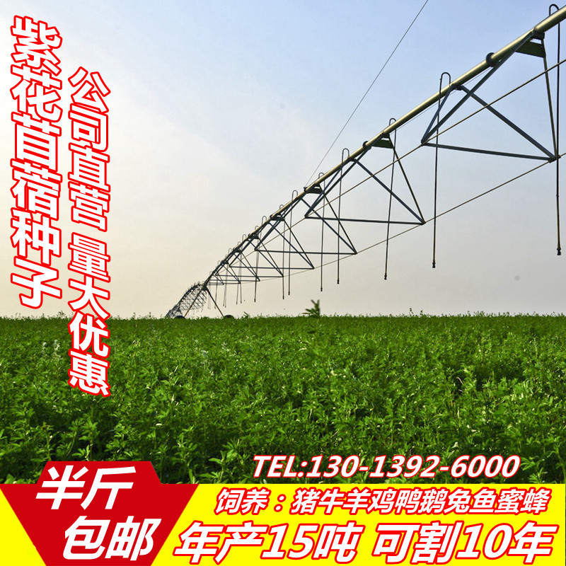 Alfalfa Alfalfa seed North and South For many years Four seasons Pasture breed Sheep Imported Alfalfain the Flower delivery/Flowers simulation/Plants gardening , Flowers/Fruits and vegetables/Lawn seed (New) , Home &amp; Garden Seeds  category - from Buy2taobao.com to provide professional Taobao agent buy service