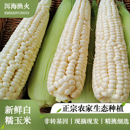 广西新鲜头茬非转基因白糯玉米棒香甜黏粘糯现摘生的带皮非山东北
