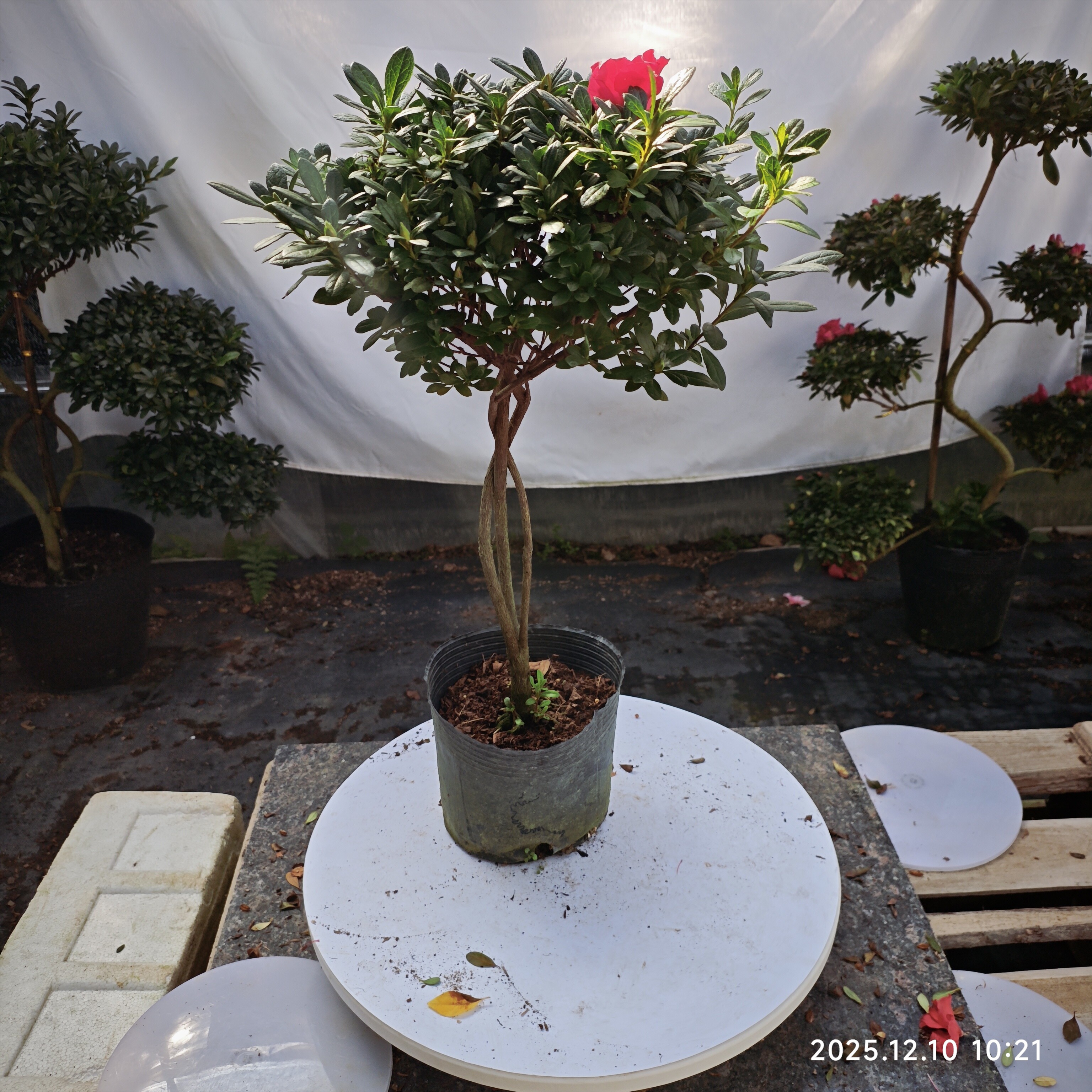 高杆棒棒糖红色杨梅红带花苞 树形随机发