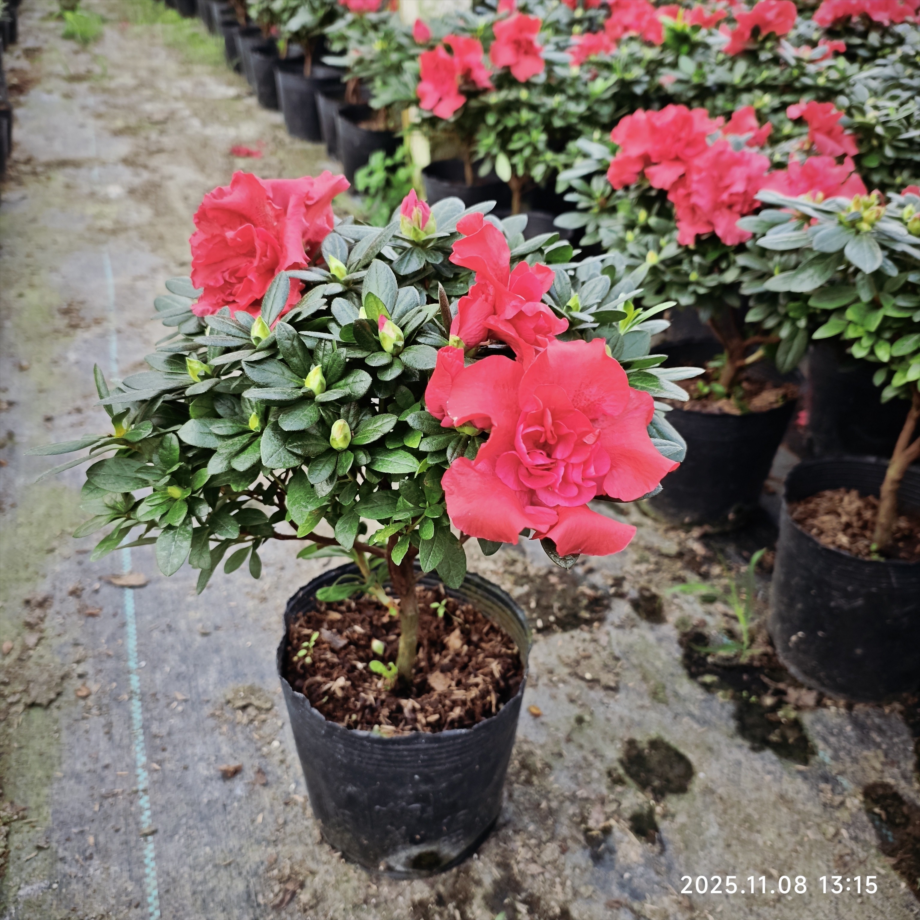 比利时西洋鹃红色杨梅红杜鹃花重瓣带花苞单颗原生绿植盆栽花卉,鲜花速递/花卉仿真/绿植园艺,时令草本花卉,淘宝优惠券,粉丝福利购,淘宝优惠卷