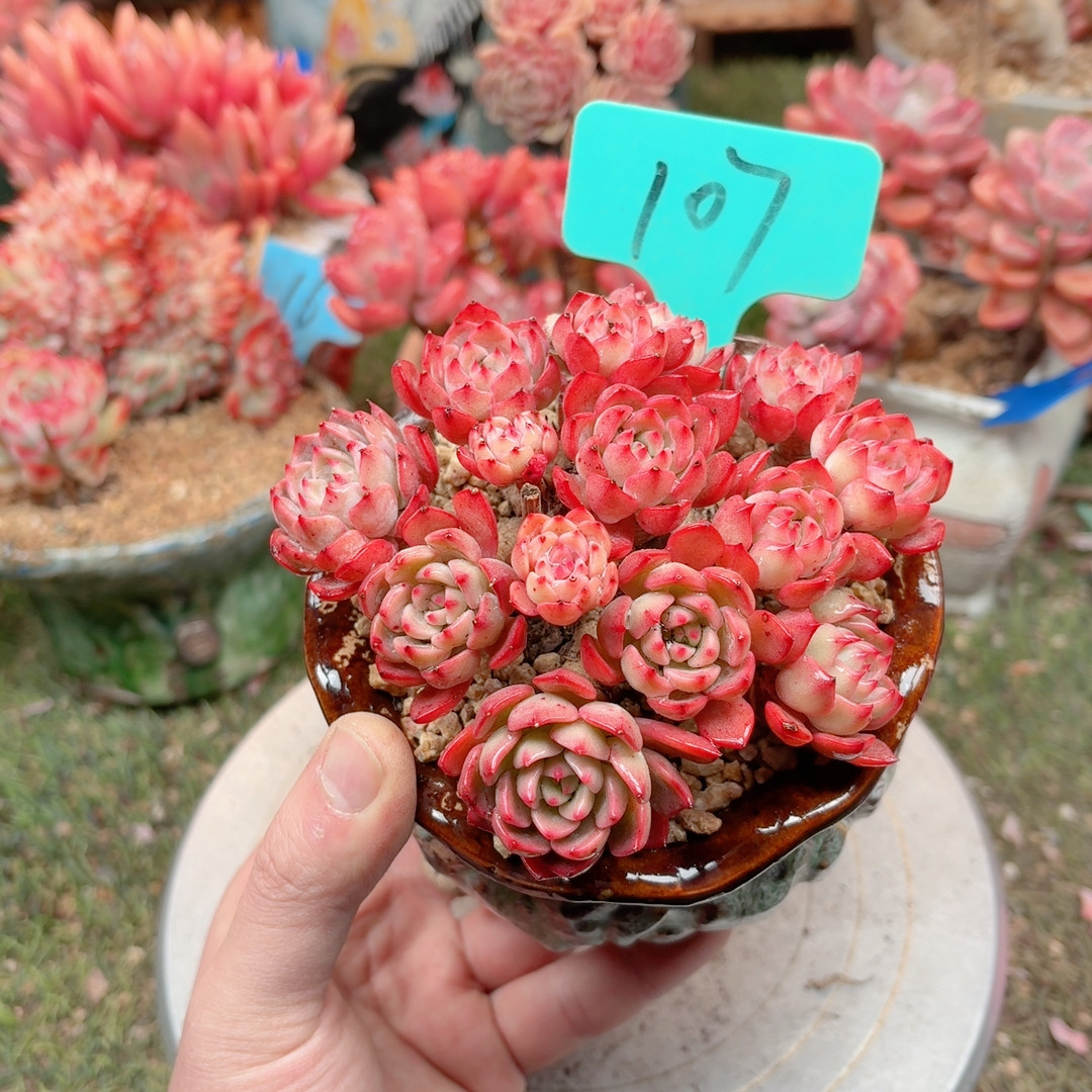 107娜娜小勾,鲜花速递/花卉仿真/绿植园艺,多肉植物,淘宝优惠券,粉丝福利购,淘宝优惠卷