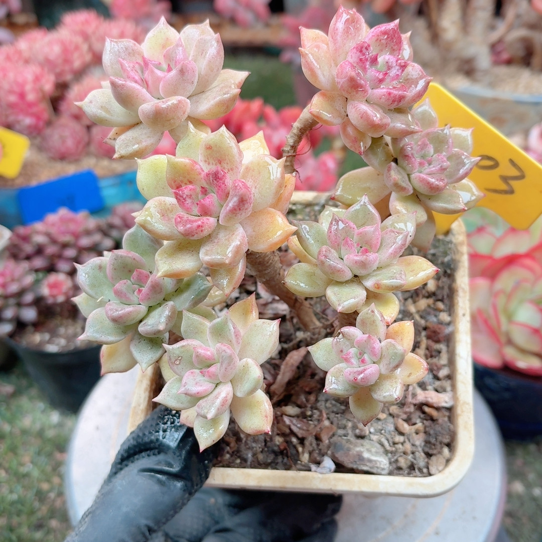 203胭脂璀璨,鲜花速递/花卉仿真/绿植园艺,多肉植物,淘宝优惠券,粉丝福利购,淘宝优惠卷