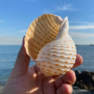 天然海螺贝壳花点琴螺鱼缸造景卷贝鱼繁殖壳多肉花盆礼物摆件