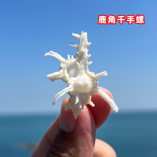 天然鹿角千手螺贝壳海螺标本贝收藏装饰品原生物壳迷你小海螺贝壳