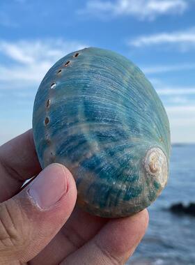 天然蓝绿色鲍鱼壳天然大贝壳标本收藏家居装饰摆件海洋生物科普