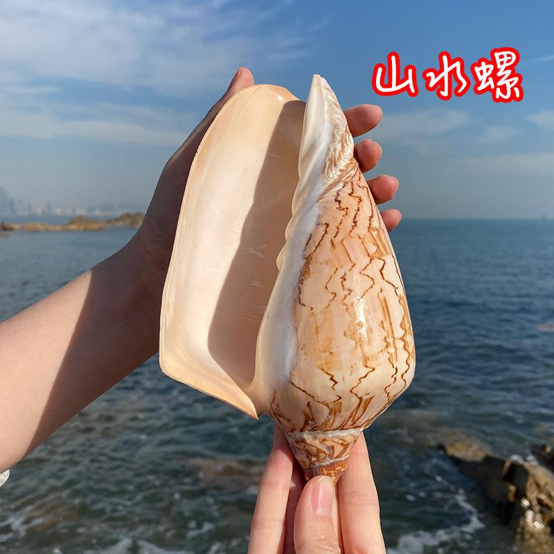 天然山水螺海螺贝壳摆件工艺品礼物家居装饰鱼缸造景海边收藏佳品