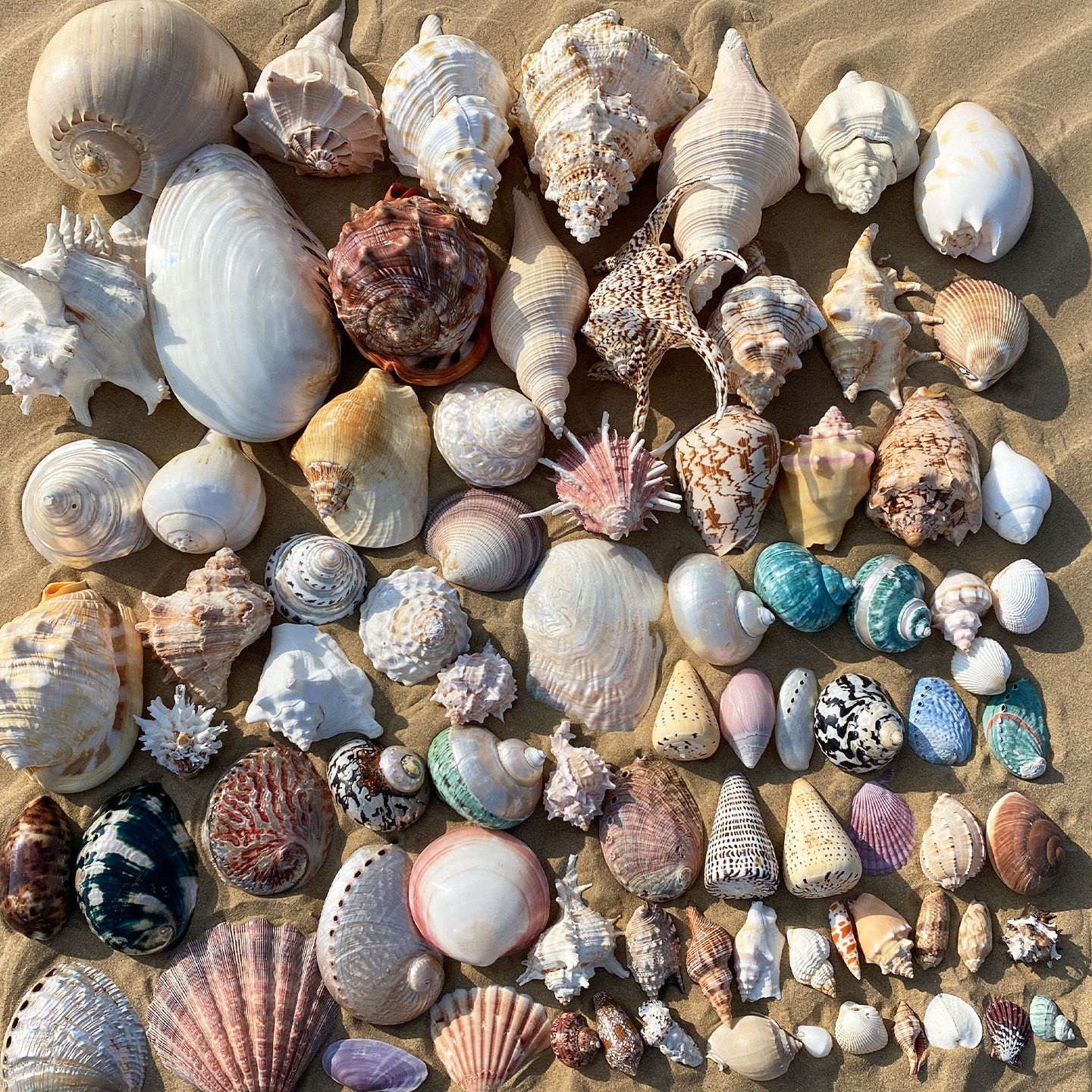 天然贝壳海螺海星标本收藏装饰摆件手工diy贝壳材料相框鱼缸造景,家居饰品,海螺/贝壳/珊瑚,淘宝优惠券,粉丝福利购,淘宝优惠卷