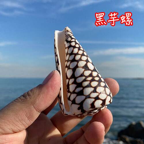 天然海螺贝壳鱼缸造景装饰