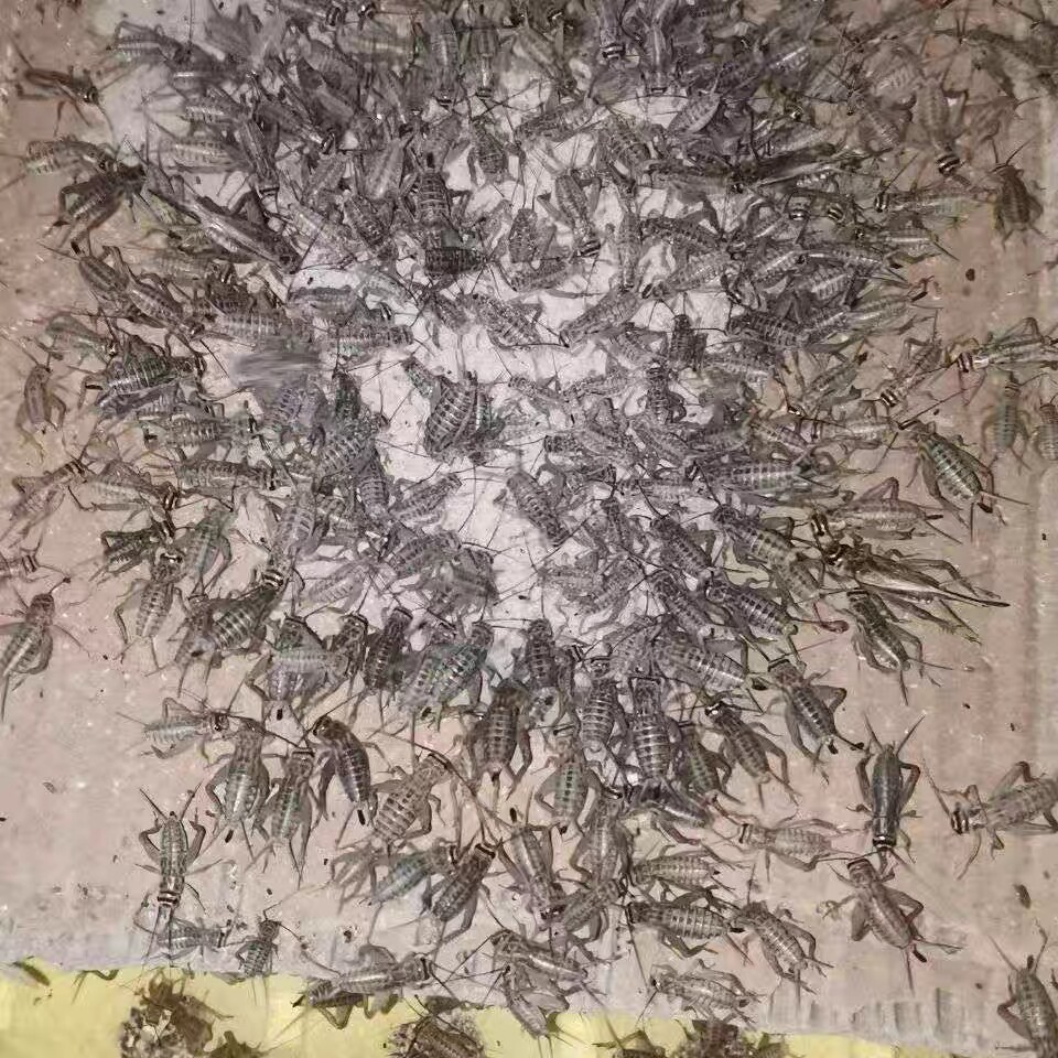 蟋蟀活体物角蛙蜥蜴蛇守宫蝎子捕鸟蜘蛛变色龙鱼宠物饲料