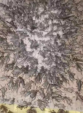 蟋蟀活体物角蛙蜥蜴蛇守宫蝎子捕鸟蜘蛛变色龙鱼宠物饲料