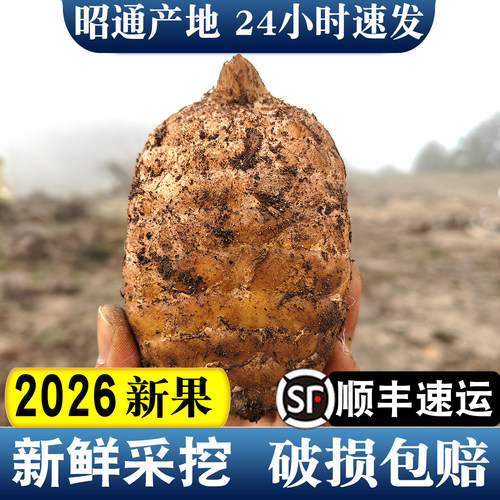 昭通新鲜乌天麻现挖顺丰产地直发
