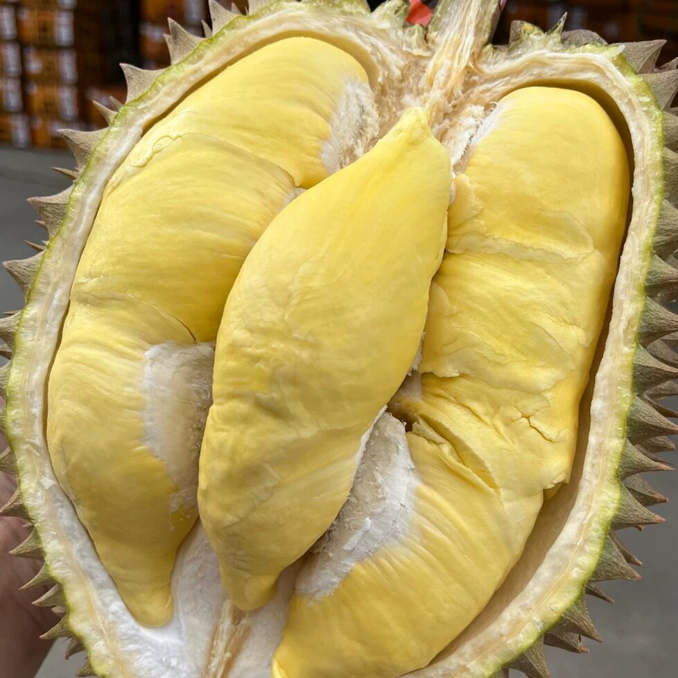 阿甘甄选【皇家农场-火山金枕B级GI认证】泰国老树榴莲干苞大黄肉