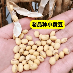 广东农家本地小黄豆非转基因小粒土黄豆打豆浆用老品种