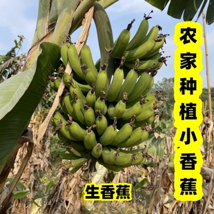 不泡药无催熟剂广东高州农家套袋种植矮脚生香蕉儿童小香蕉