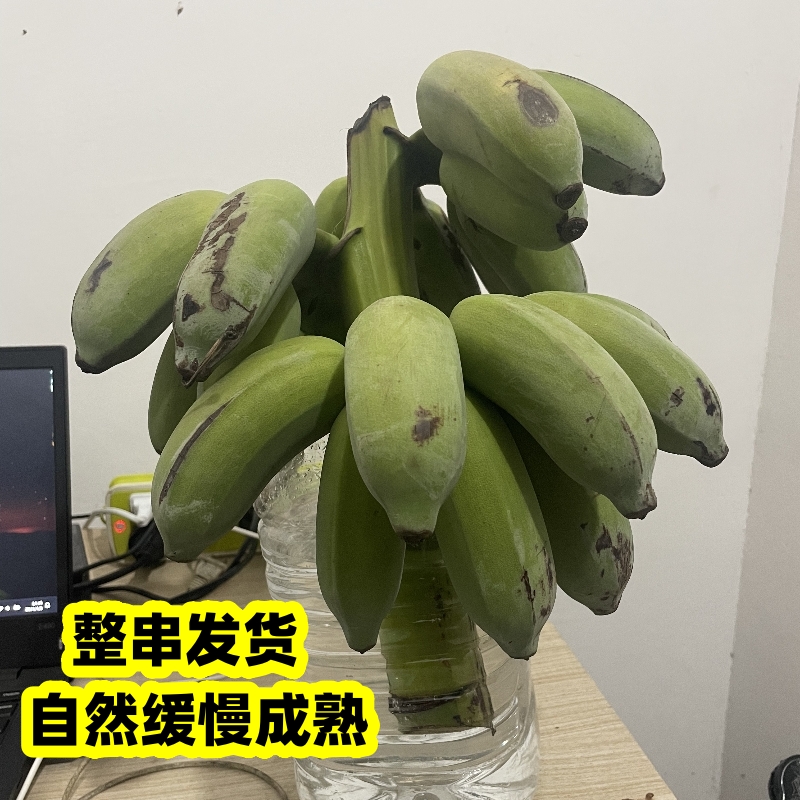 香蕉绿植整串带梗发货广东茂名高州粉蕉小米蕉南蕉1支7到9斤